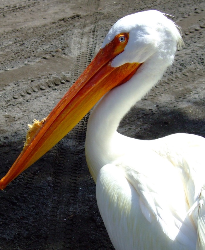 Up close and personal with Pancho