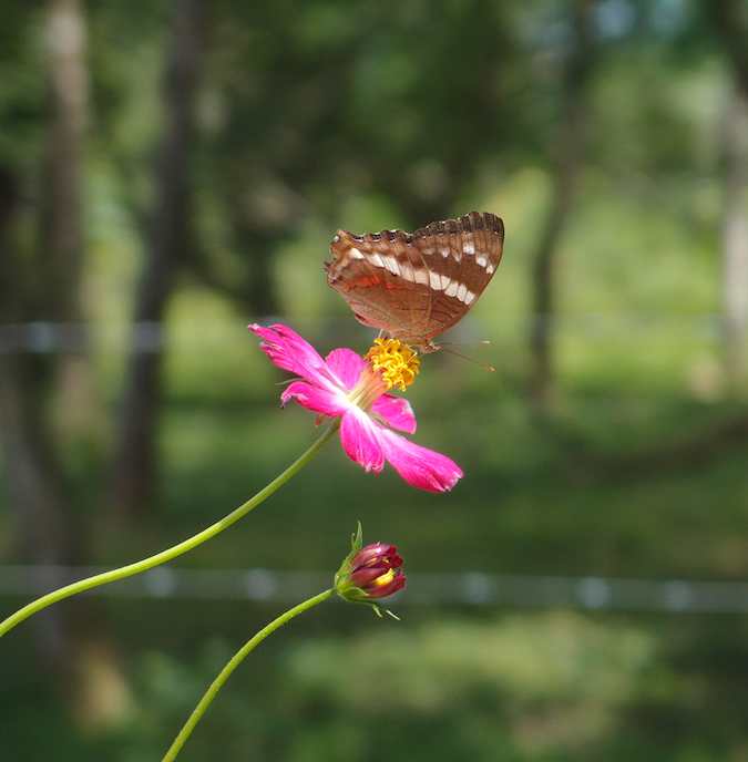 Panamanian Butterfly