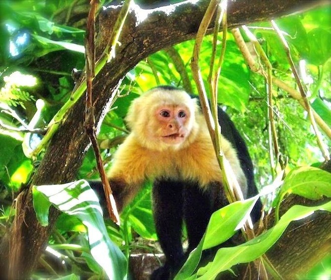 Costa Rican Monkey