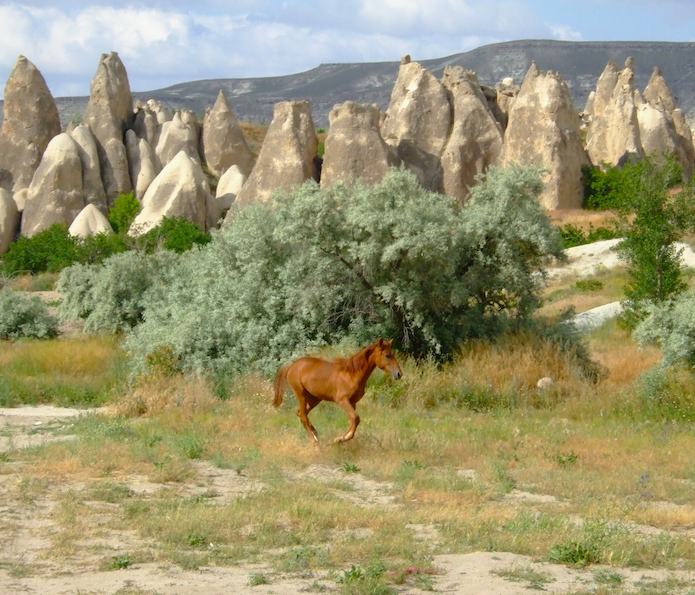 Wild Horse, Cappadocia