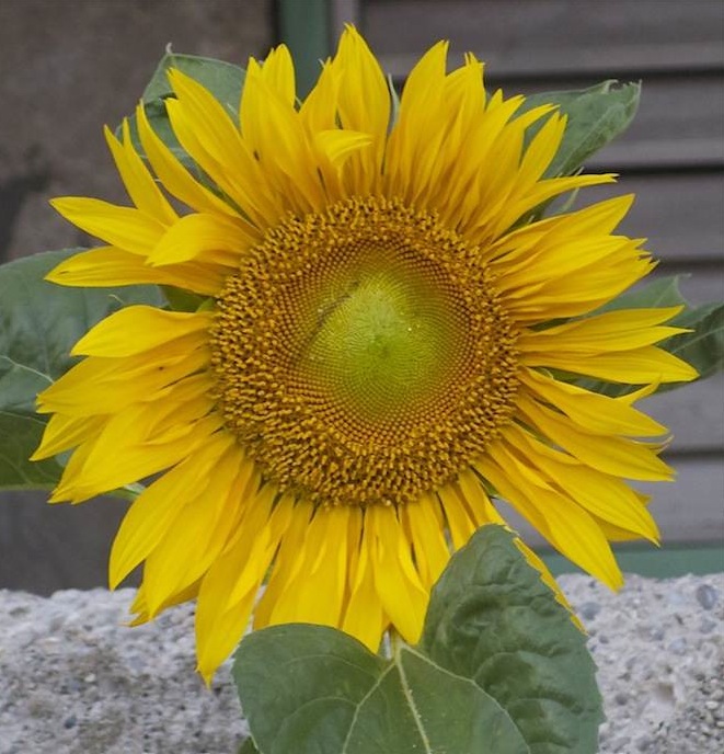 Sunflower, Dominican Republic