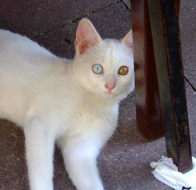 Turkish Van Cat