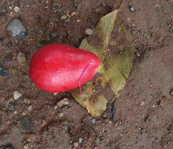 Water Apple, Dominican Republic