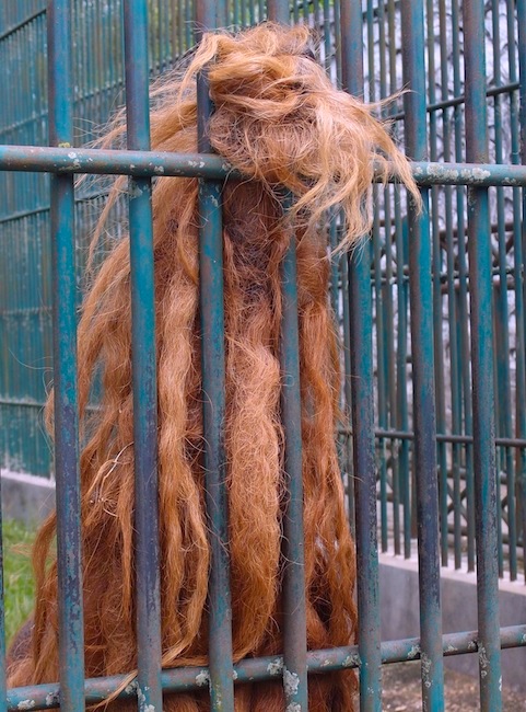 Orang hair