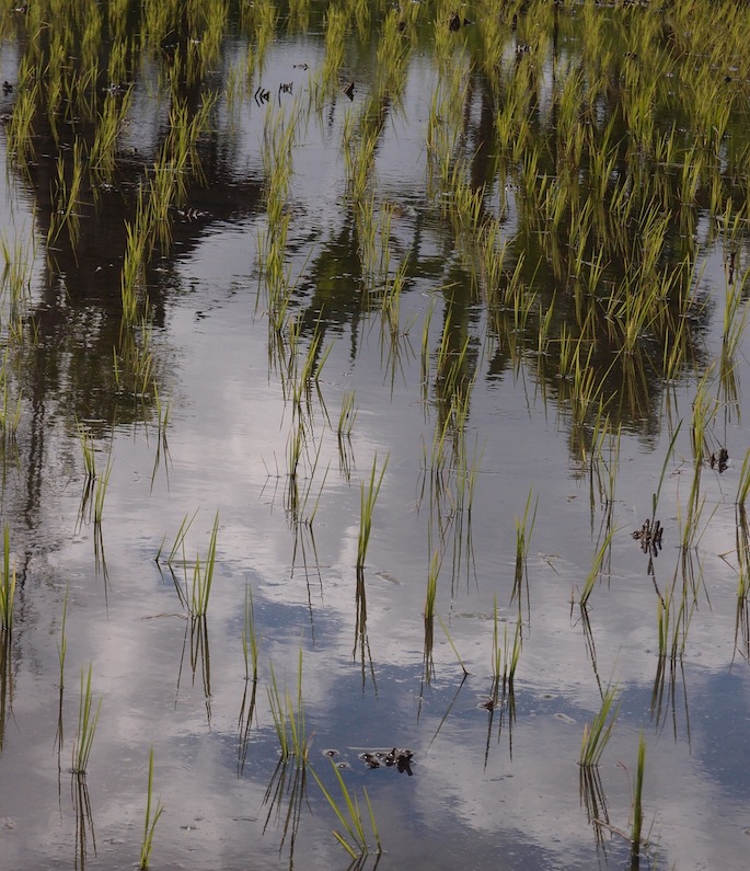 Rice Paddy n Sky Reflection