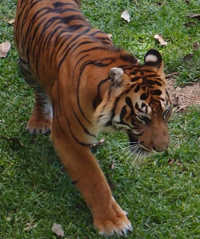 Sumatran Tiger, West Sumatra