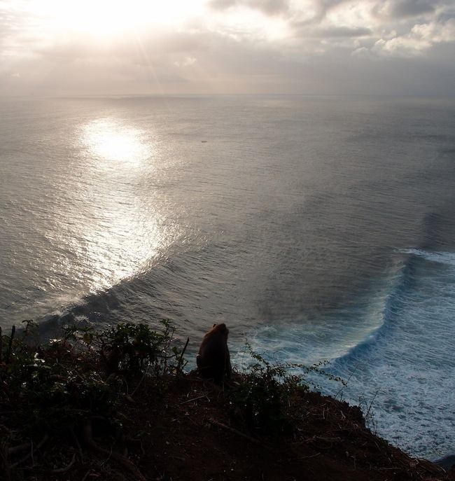 Monkey watching sunset at Uluwatu, Bali