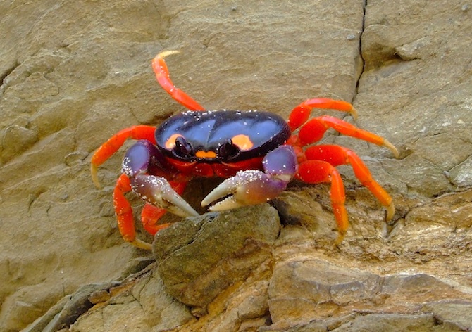 Moon or Halloween Crab in Nicaragua