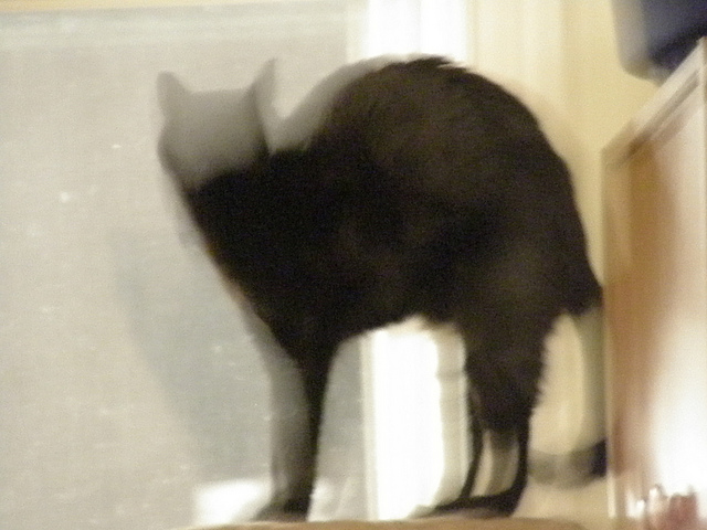 Something odd happened with the "ambient light" exposure here.  But I like it.