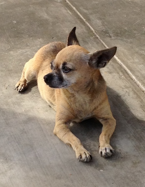 Chihuahua in Mexico