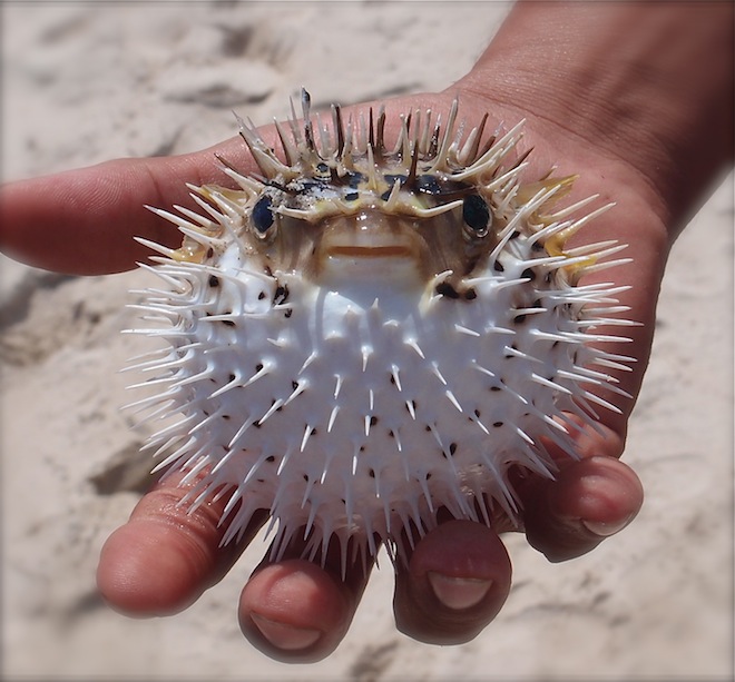 Porcupine Fish, Tecolote Beach, La Paz, Baja