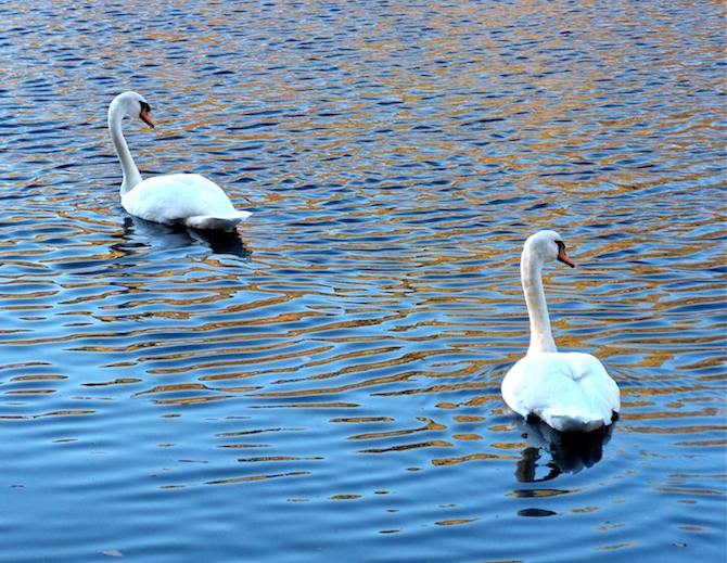 Mute swans NJ