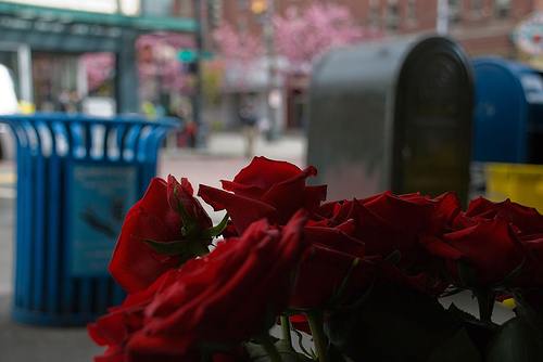 Beauty Beholder Roses