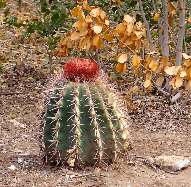 Red-topped cactus, Treasure Beach