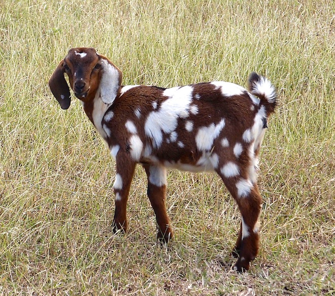 Spotted goat