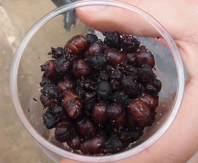 Colombian ants as snack