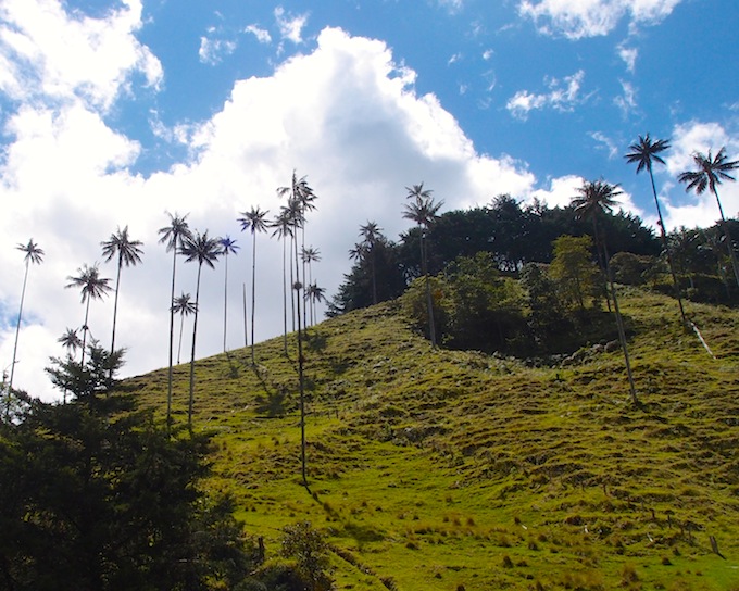 Wax palm trees, Cocora Valley, Colombia